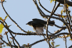Vireo plumbeus
