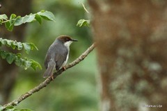 Apalis alticola