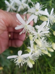 Clematis terniflora