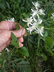 Clematis terniflora