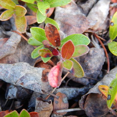 Exobasidium uvae-ursi