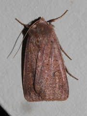 Proteuxoa porphyrescens