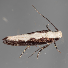 Agnippe prunifoliella