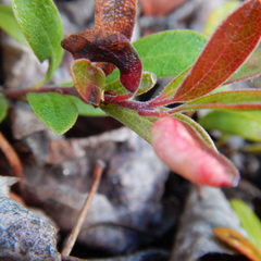 Exobasidium uvae-ursi