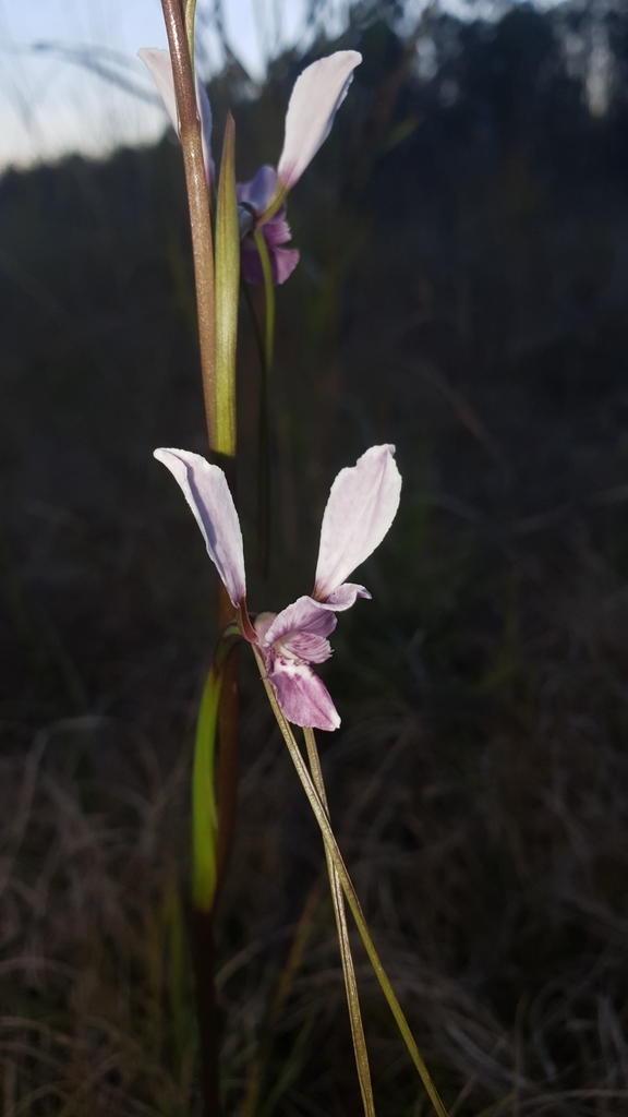 wedge diuris