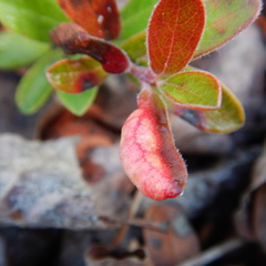 Exobasidium uvae-ursi