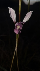 Diuris dendrobioides