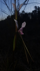 Diuris dendrobioides