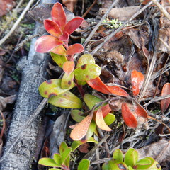 Exobasidium uvae-ursi