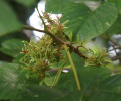 Eriophyes rhoinus