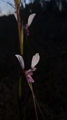 Diuris dendrobioides