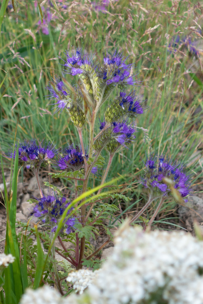 Baker's phacelia (Phacelia bakeri)