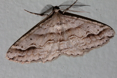 Syneora fractata