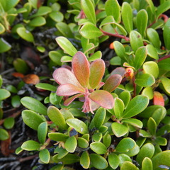 Exobasidium uvae-ursi