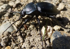 Carabus glabratus
