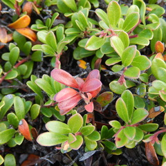 Exobasidium uvae-ursi