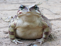 Sclerophrys pardalis