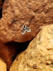 Lepiseodina conspicua