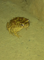 Sclerophrys mauritanica