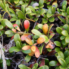 Exobasidium uvae-ursi