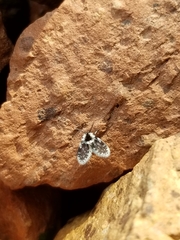 Lepiseodina conspicua