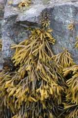 Pelvetia canaliculata