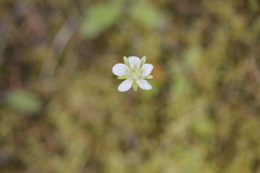 Parnassia