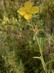 Ludwigia hirtella