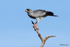 Melierax poliopterus