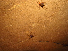 Hadenoecus subterraneus