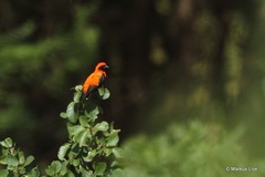 Euplectes hordeaceus