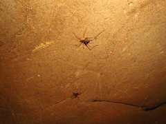 Hadenoecus subterraneus