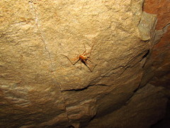 Hadenoecus subterraneus