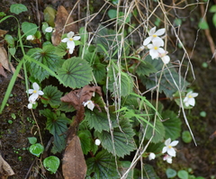 Begonia portillana