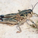 Plains Lubber Grasshopper - Photo (c) Michael Price, some rights reserved (CC BY-NC-ND), uploaded by Michael Price