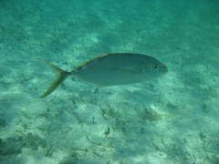 Caranx bartholomaei