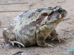 Sclerophrys pardalis