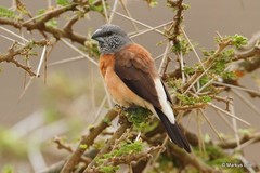 Spermestes griseicapilla