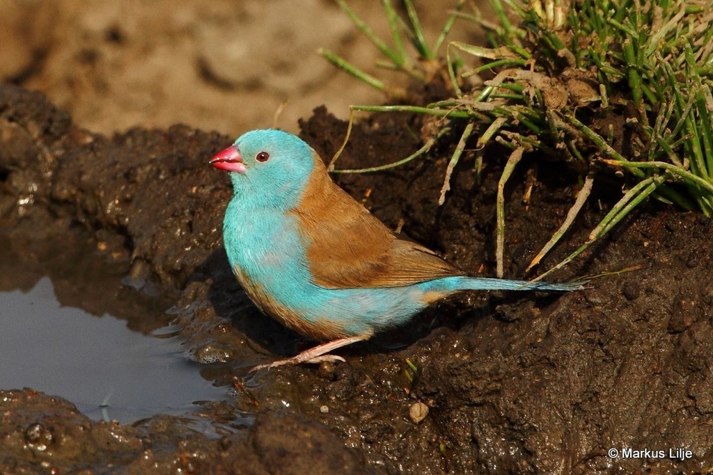 Blue-capped Cordonbleu photo