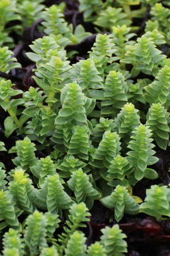 Sea Sandwort