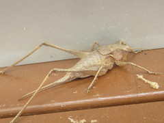 Atlanticus americanus