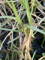 Puccinellia phryganodes