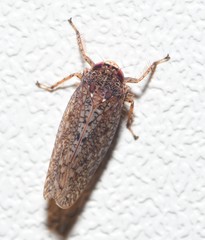 Texananus longipennis