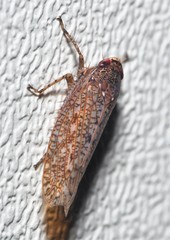 Texananus longipennis