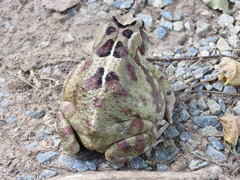 Sclerophrys pardalis