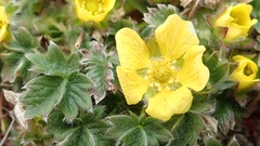 Potentilla hyparctica