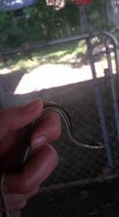 Thamnophis proximus proximus