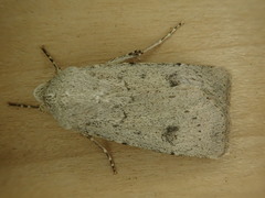 Agrotis vetusta