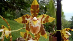 Oncidium luteopurpureum