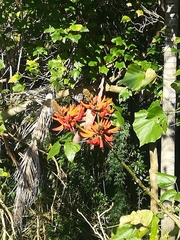 Erythrina ×sykesii